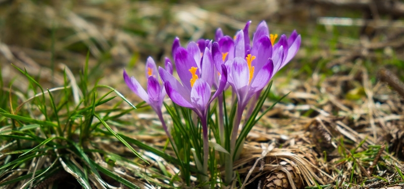 Adriano Longo, fedele testimone
